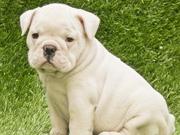   Tamed English Bulldog Puppies For Free Adoption