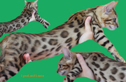 Bengal girl   LAURA  for show and breeding.          lynxland@email.cz