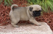  Pug Puppies Ready for goodhomes 