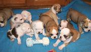ADORABLE ENGLISH BU; LL DOG PUPPIES FOR SALE READY TO MEET NEW HOMES