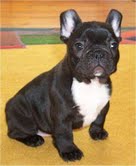 LOVELY FRENCH BULLDOG PUPPIES FOR ADOPTION