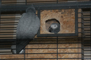 Lovely Pair of African grey Parrots  ready for adoption