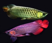 AROWANA FISHES AVAILABLE FOR SALE TO ANY INTERESTED PERSON'S.