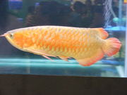 MAGNIFICIENT AROWANA FISHES FOR SALE