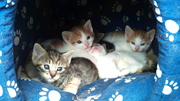 EIGHT WEEK OLD KITTENS FOR FREE