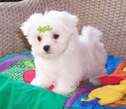 magnificent Maltese Puppies for adoption.(johnny.carson89@yahoo.com)