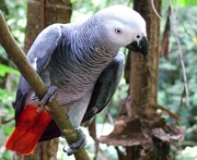 African Grey Parrots for free adoption