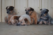 Australian Cattle dog puppies