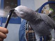 TALKATIVE PAIR AFRICAN GREY PARROTS FOR SALE