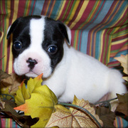 French Bulldog Puppies For Pet Lover