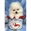 cute pomeranian  puppy for sale