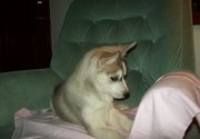 LOVELY AND CUTE SIBERIAN PUPPIES FOR ADOPTION