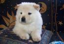 adorable chow chow puppy for kids