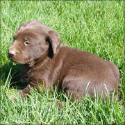   Cutie Chocolate Labrador Retriever Puppies For Sale